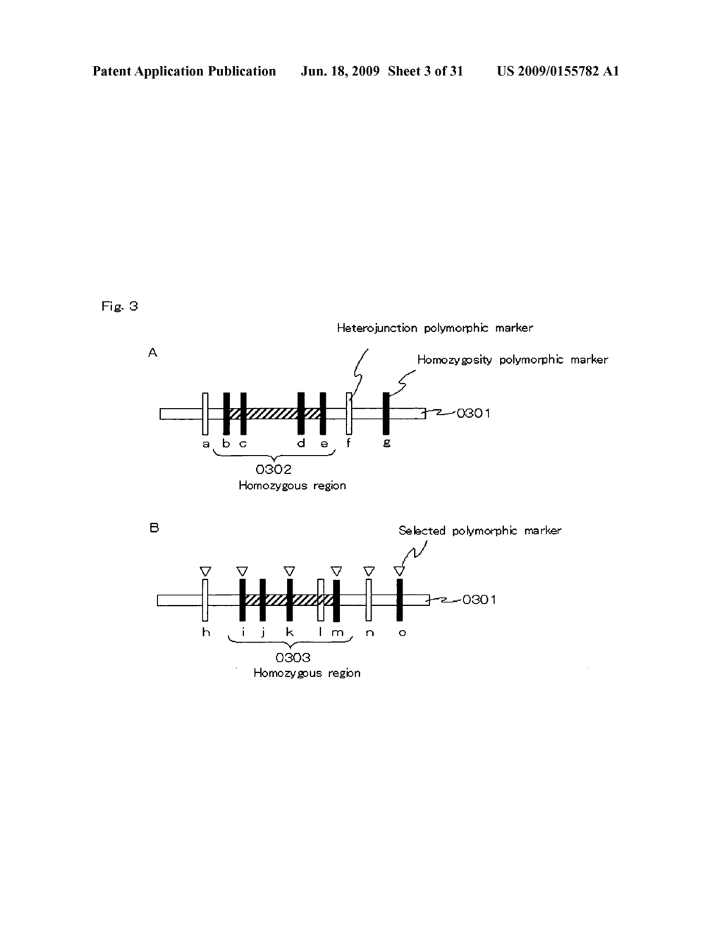 Homoeologous Region Determining Method by Homo Junction Fingerprint Method, Homoeologous Region Determining Device, and Gene Screening Method - diagram, schematic, and image 04