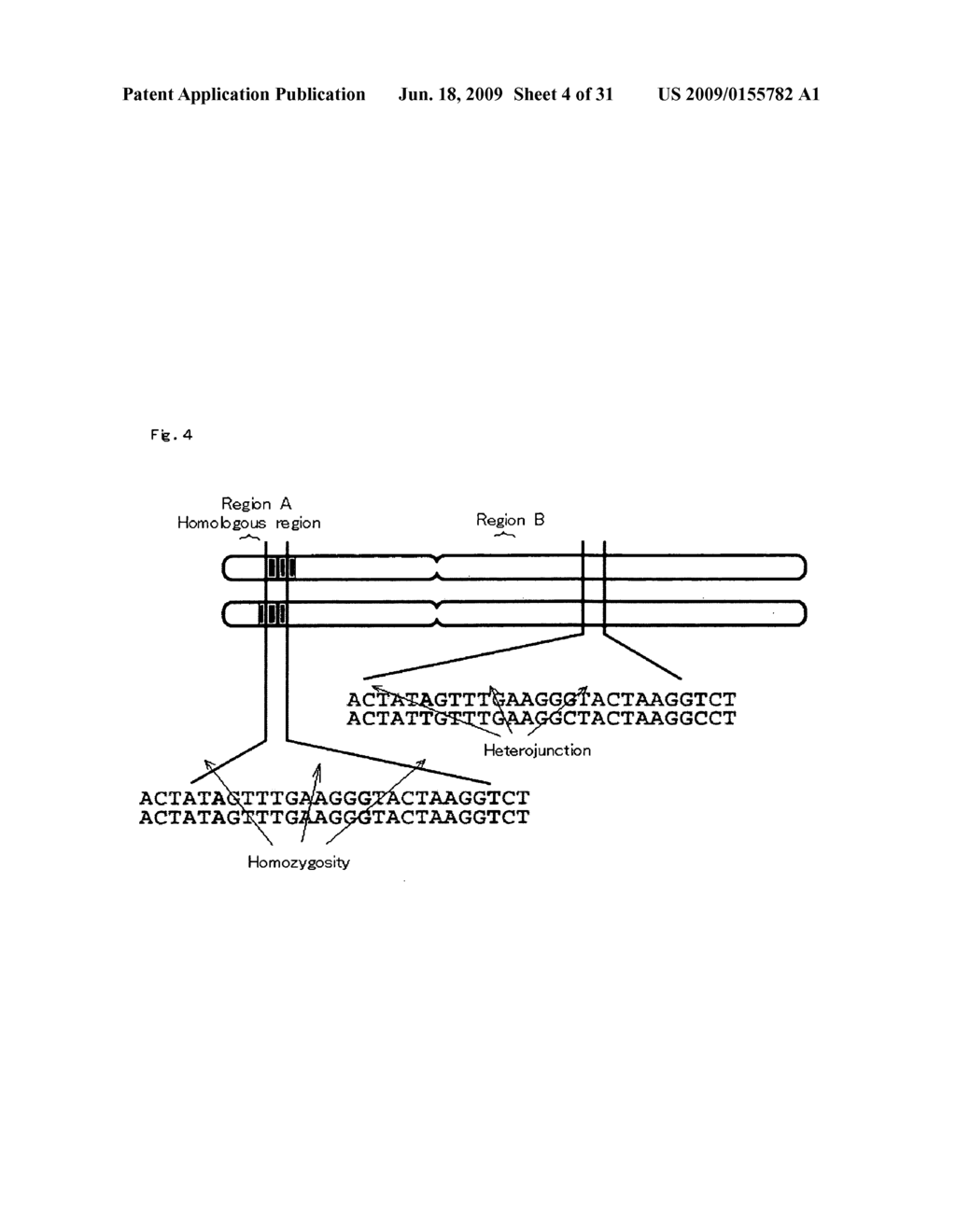 Homoeologous Region Determining Method by Homo Junction Fingerprint Method, Homoeologous Region Determining Device, and Gene Screening Method - diagram, schematic, and image 05