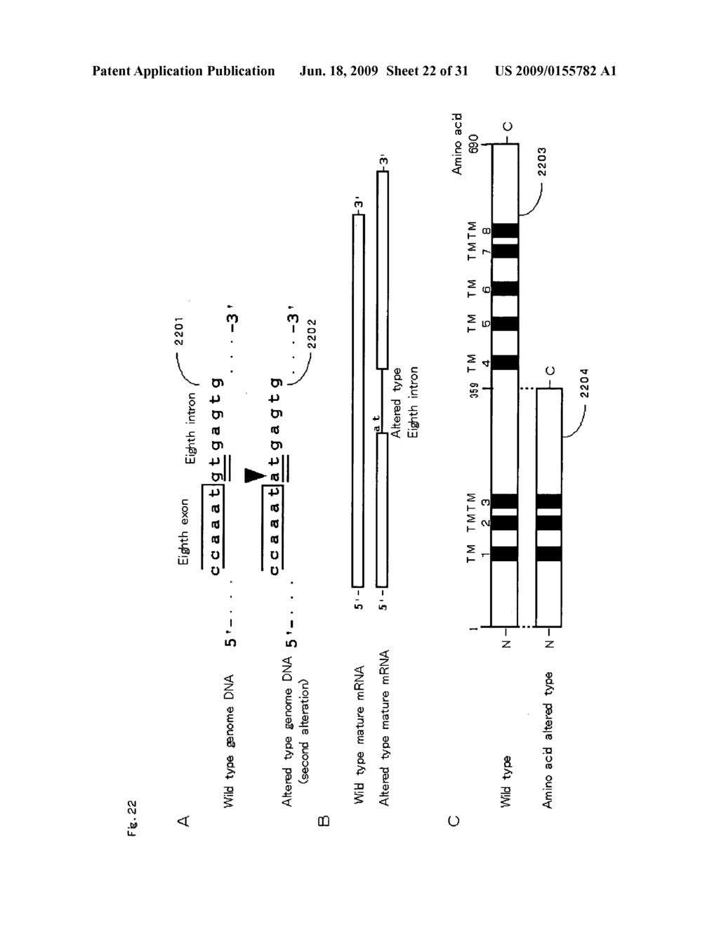 Homoeologous Region Determining Method by Homo Junction Fingerprint Method, Homoeologous Region Determining Device, and Gene Screening Method - diagram, schematic, and image 23