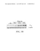 MARKER FOR CANCER PROGNOSIS AND METHODS RELATED THERETO diagram and image