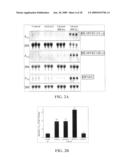 MARKER FOR CANCER PROGNOSIS AND METHODS RELATED THERETO diagram and image