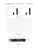 MARKER FOR CANCER PROGNOSIS AND METHODS RELATED THERETO diagram and image