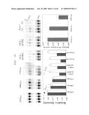 MARKER FOR CANCER PROGNOSIS AND METHODS RELATED THERETO diagram and image