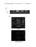 METHODS FOR DIAGNOSING PANCREATIC CANCER USING REG4 PROTEIN diagram and image