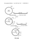 Combinatorial DNA library for producing modified N-glycans in lower eukaryotes diagram and image