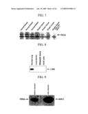 Human Cancer Suppressor Gene, Protein Encoded Therein, Expression Vector Containing The Same, And Cell Transformed By The Vector diagram and image