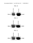 Human Cancer Suppressor Gene, Protein Encoded Therein, Expression Vector Containing The Same, And Cell Transformed By The Vector diagram and image