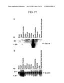 Human Cancer Suppressor Gene, Protein Encoded Therein, Expression Vector Containing The Same, And Cell Transformed By The Vector diagram and image