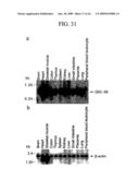 Human Cancer Suppressor Gene, Protein Encoded Therein, Expression Vector Containing The Same, And Cell Transformed By The Vector diagram and image