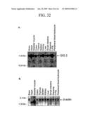 Human Cancer Suppressor Gene, Protein Encoded Therein, Expression Vector Containing The Same, And Cell Transformed By The Vector diagram and image