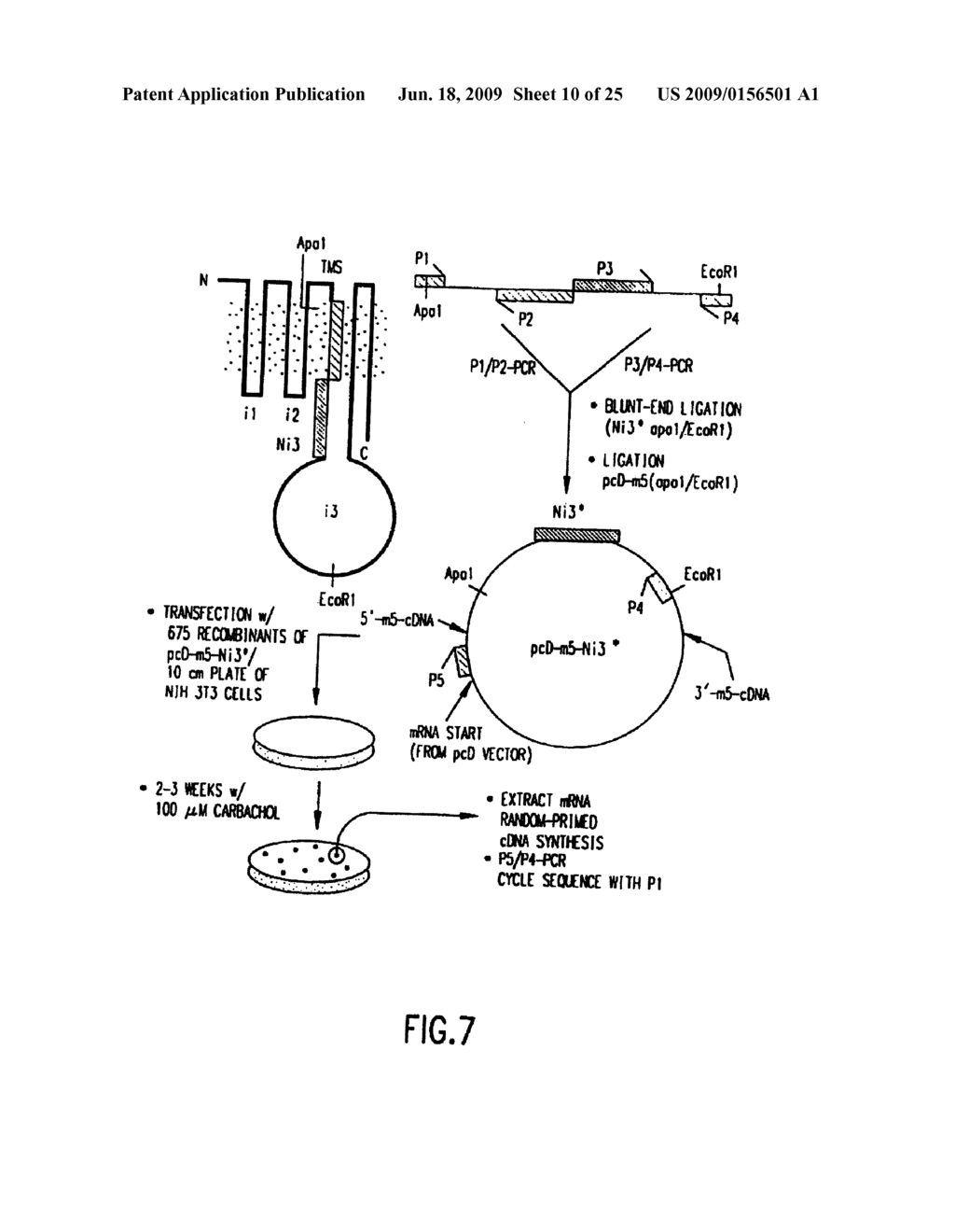 IDENTIFICATION OF LIGANDS BY SELECTIVE AMPLIFICATION OF CELLS TRANSFECTED WITH RECEPTORS - diagram, schematic, and image 11