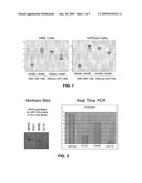 SNP BINDING SITE FOR microRNAs IN HLA-G diagram and image