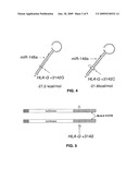 SNP BINDING SITE FOR microRNAs IN HLA-G diagram and image