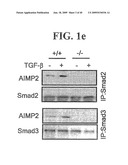 AIMP2-DX2 Gene and SiRNA Targeting AIMP2-DX2 diagram and image