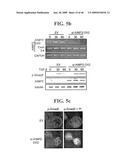 AIMP2-DX2 Gene and SiRNA Targeting AIMP2-DX2 diagram and image