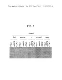 AIMP2-DX2 Gene and SiRNA Targeting AIMP2-DX2 diagram and image