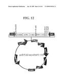 AIMP2-DX2 Gene and SiRNA Targeting AIMP2-DX2 diagram and image