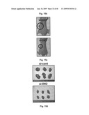 AIMP2-DX2 Gene and SiRNA Targeting AIMP2-DX2 diagram and image