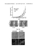 AIMP2-DX2 Gene and SiRNA Targeting AIMP2-DX2 diagram and image