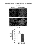 AIMP2-DX2 Gene and SiRNA Targeting AIMP2-DX2 diagram and image