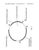 Circular Chromosomes diagram and image