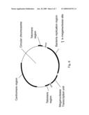 Circular Chromosomes diagram and image