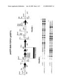 SPECIFIC EXPRESSION USING TRANSCRIPTIONAL CONTROL SEQUENCES IN PLANTS diagram and image