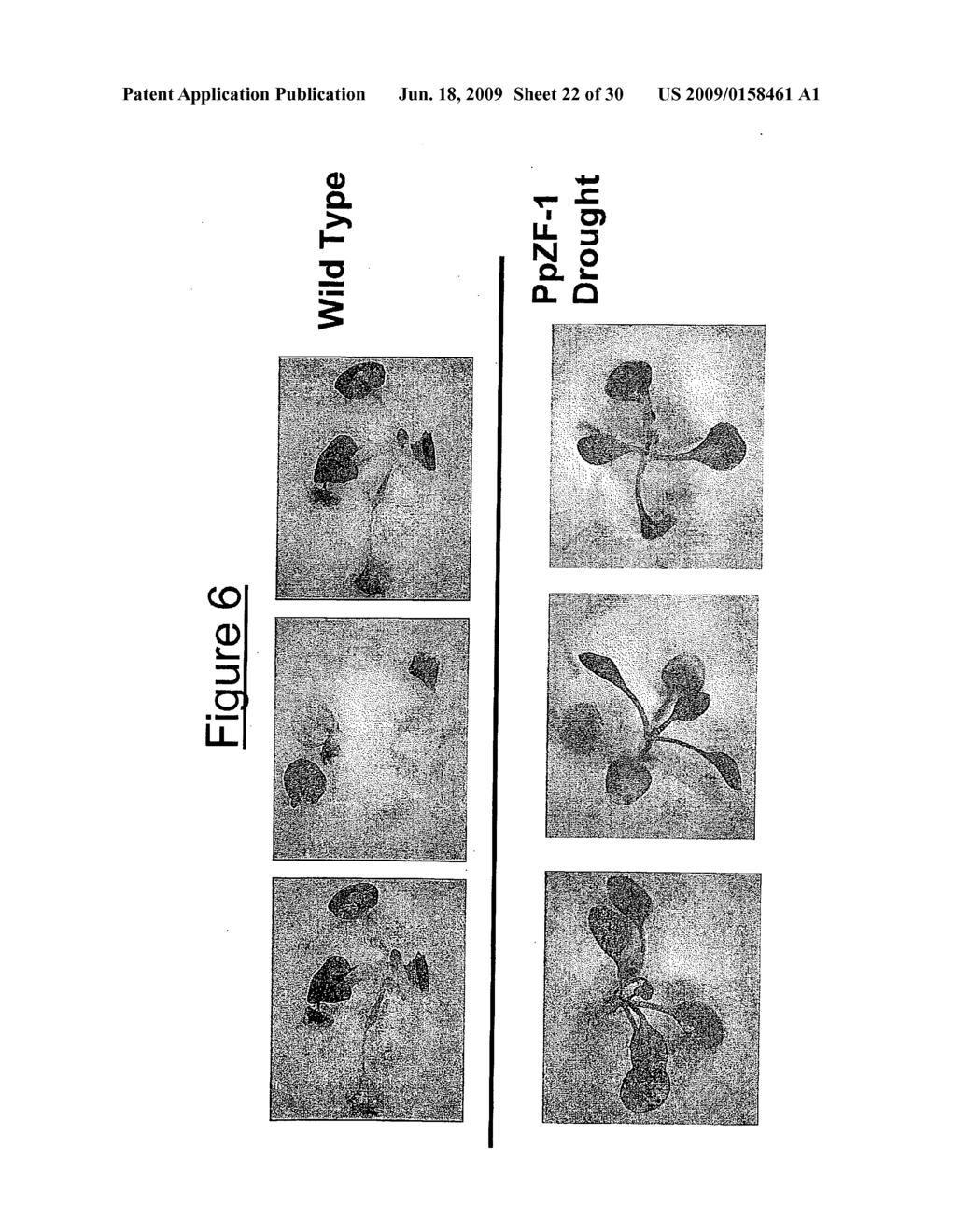 Transcription Factor Stress-Related Proteins and Methods of Use in Plants - diagram, schematic, and image 23