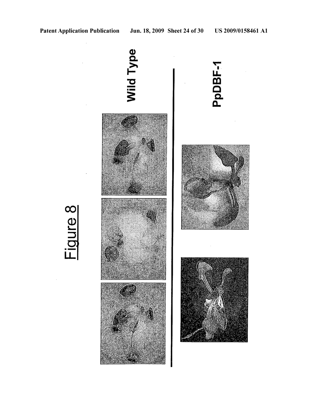 Transcription Factor Stress-Related Proteins and Methods of Use in Plants - diagram, schematic, and image 25