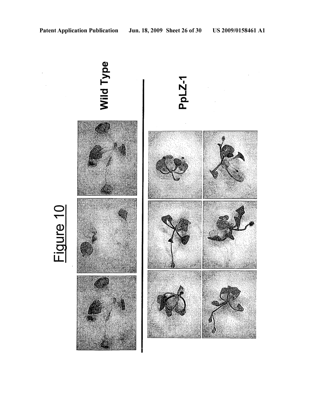 Transcription Factor Stress-Related Proteins and Methods of Use in Plants - diagram, schematic, and image 27