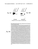 Consensus/ancestral immunogens diagram and image