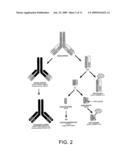 Single-domain brain-targeting antibody fragments derived from LLAMA antibodies diagram and image