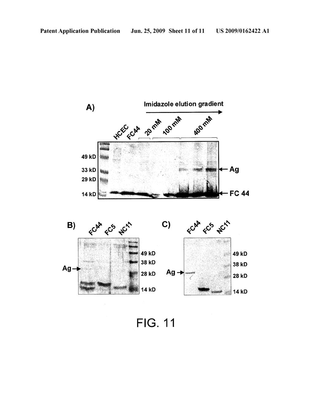 Single-domain brain-targeting antibody fragments derived from LLAMA antibodies - diagram, schematic, and image 12