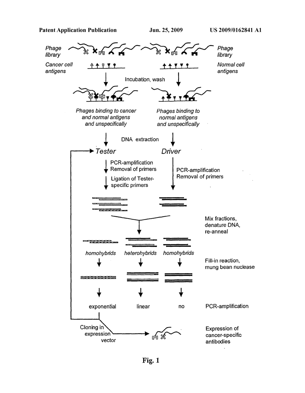 Method of selecting a desired protein from a library - diagram, schematic, and image 02