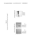 NUCLEIC ACID AND CORRESPONDING PROTEIN ENTITLED 125P5C8 USEFUL IN TREATMENT AND DETECTION OF CANCER diagram and image