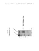 NUCLEIC ACID AND CORRESPONDING PROTEIN ENTITLED 125P5C8 USEFUL IN TREATMENT AND DETECTION OF CANCER diagram and image