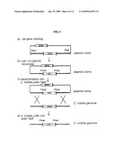 METHOD FOR MASS PRODUCTION OF PRIMARY METABOLITES, STRAIN FOR MASS PRODUCTION OF PRIMARY METABOLITES, AND METHOD FOR PREPARATION THEREOF diagram and image