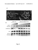 INHIBITION OF GASC1 diagram and image