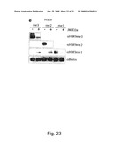 INHIBITION OF GASC1 diagram and image