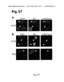 INHIBITION OF GASC1 diagram and image