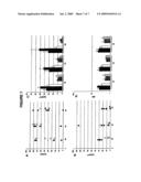 Expression Vectors Comprising the HS1 Promoter of the VAV1 Oncogene and Use Thereof for the Preparation of Pharmaceutical Compositions Intended for Somatic Gene Therapy diagram and image