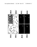 MATERIALS FROM BONE MARROW STROMAL CELLS FOR USE IN FORMING BLOOD VESSELS AND PRODUCING ANGIOGENIC AND TROPHIC FACTORS diagram and image