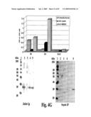 HIGH AFFINITY ANTIBODIES AGAINST HMGB1 AND METHODS OF USE THEREOF diagram and image