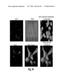 HIGH AFFINITY ANTIBODIES AGAINST HMGB1 AND METHODS OF USE THEREOF diagram and image