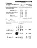 Mammalian sphingosine kinase type 2 isoforms, cloning, expression and methods of use thereof diagram and image