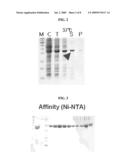 THREE-DIMENSIONAL STRUCTURE OF FabK PROTEIN AND METHOD OF DEVELOPING A FabK PROTEIN INHIBITOR USING THE SAME diagram and image