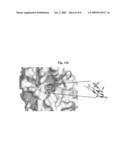 THREE-DIMENSIONAL STRUCTURE OF FabK PROTEIN AND METHOD OF DEVELOPING A FabK PROTEIN INHIBITOR USING THE SAME diagram and image