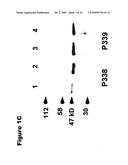 Phosphospecific Chemokine Receptor Antibodies diagram and image