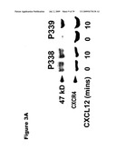 Phosphospecific Chemokine Receptor Antibodies diagram and image