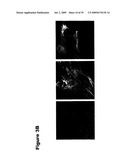 Phosphospecific Chemokine Receptor Antibodies diagram and image